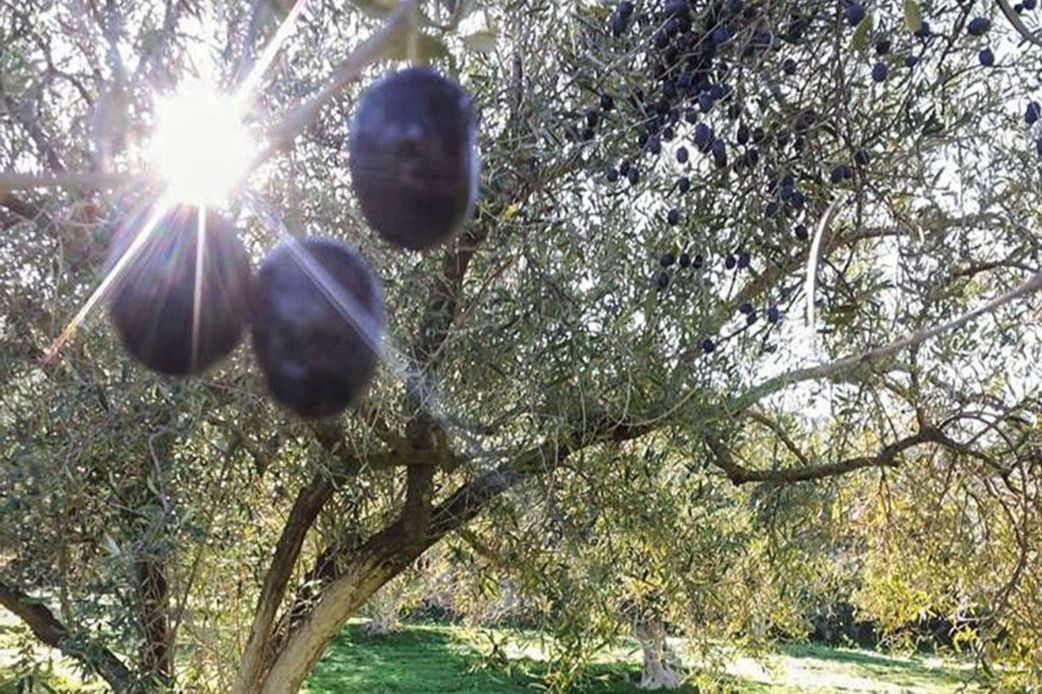 Olivenfrüchte am Baum