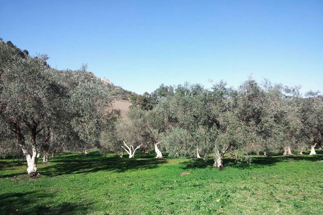 Olivenbäume auf der Olivenplantage in Agira