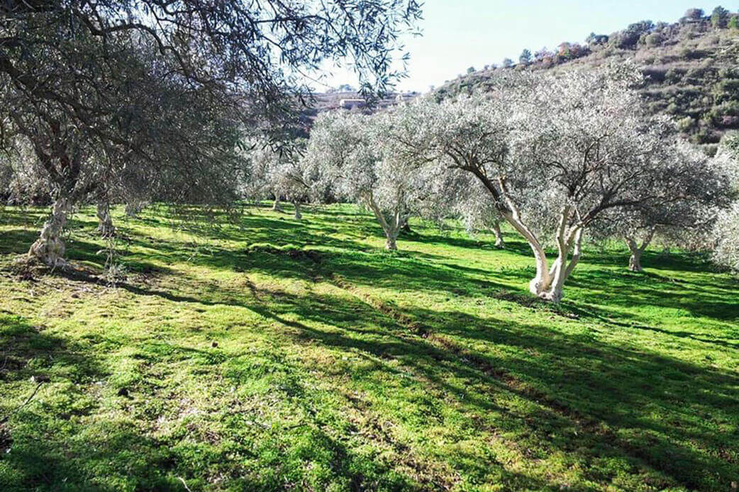 Olivenbäume auf der Olivenplantage in Agira